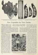 Better Homes & Gardens February 1924 Magazine Article: New Vegetables for Your Garden