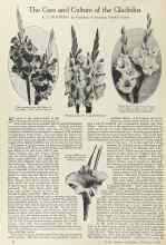 Better Homes & Gardens February 1924 Magazine Article: The Care and Culture of the Gladiolus