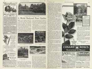 Better Homes & Gardens February 1924 Magazine Article: A Model Backyard Rose Garden