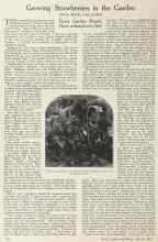 Better Homes & Gardens March 1924 Magazine Article: Growing Strawberries in the Garden