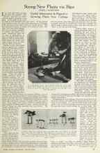 Better Homes & Gardens March 1924 Magazine Article: Strong New Plants via Slips