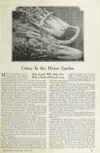 Better Homes & Gardens April 1924 Magazine Article: Celery In the Home Garden