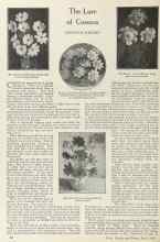 Better Homes & Gardens April 1924 Magazine Article: The Lure of Cosmos