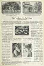 Better Homes & Gardens April 1924 Magazine Article: The Virtues of Pawpaws