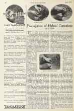 Better Homes & Gardens April 1924 Magazine Article: Propagation of Hybrid Carnations