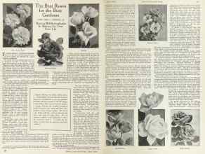 Better Homes & Gardens April 1924 Magazine Article: The Best Roses for the Busy Gardener