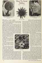 Better Homes & Gardens May 1924 Magazine Article: How To Grow Dahlias
