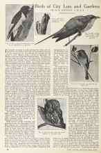 Better Homes & Gardens May 1924 Magazine Article: Birds of City Lots and Gardens