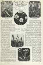 Better Homes & Gardens June 1924 Magazine Article: Prairie Wildflowers for Your Garden