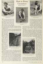 Better Homes & Gardens June 1924 Magazine Article: How to Raise Cucumbers