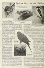 Better Homes & Gardens June 1924 Magazine Article: Birds of City Lots and Gardens