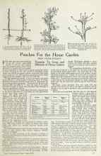 Better Homes & Gardens June 1924 Magazine Article: Peaches For the Home Garden