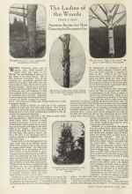 Better Homes & Gardens July 1924 Magazine Article: The Ladies of the Woods