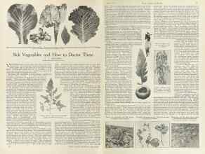 Better Homes & Gardens July 1924 Magazine Article: Sick Vegetables and How to Doctor Them