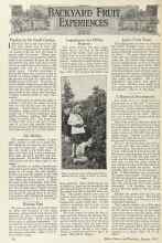 Better Homes & Gardens August 1924 Magazine Article: Peaches in the Small Garden