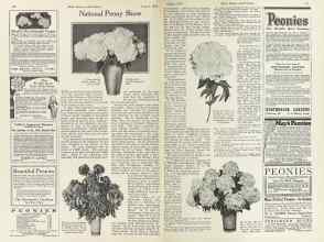 Better Homes & Gardens August 1924 Magazine Article: National Peony Show