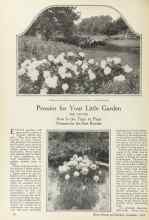 Better Homes & Gardens September 1924 Magazine Article: Peonies for Your Little Garden