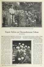 Better Homes & Gardens October 1924 Magazine Article: Expert Advice on Chrysanthemum Culture