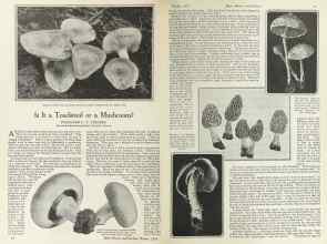 Better Homes & Gardens October 1924 Magazine Article: Is It a Toadstool or a Mushroom?