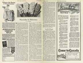 Better Homes & Gardens October 1924 Magazine Article: Hyacinths In Midwinter