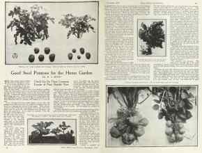 Better Homes & Gardens November 1924 Magazine Article: Good Seed Potatoes for the Home Garden