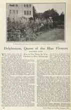 Better Homes & Gardens February 1925 Magazine Article: Delphinium, Queen of the Blue Flowers