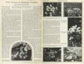 Better Homes & Gardens February 1925 Magazine Article: Wild Flowers In Domestic Gardens