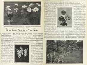 Better Homes & Gardens February 1925 Magazine Article: Grow Some Annuals in Your Yard