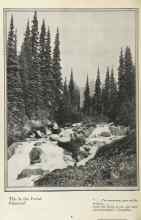 Better Homes & Gardens March 1925 Magazine Article: This Is the Forest Primeval!