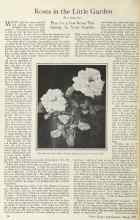Better Homes & Gardens March 1925 Magazine Article: Roses in the Little Garden