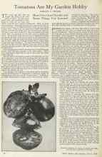 Better Homes & Gardens March 1925 Magazine Article: Tomatoes Are My Garden Hobby