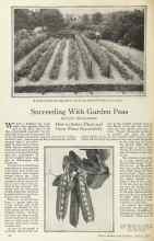 Better Homes & Gardens March 1925 Magazine Article: Succeeding With Garden Peas