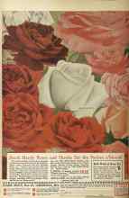 Better Homes & Gardens March 1925 Magazine Article: Page 96