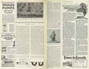 Better Homes & Gardens March 1925 Magazine Article: Potatoes In the Home Garden