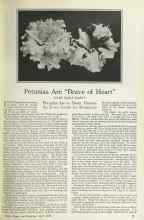 Better Homes & Gardens April 1925 Magazine Article: Petunias Are 