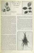 Better Homes & Gardens April 1925 Magazine Article: How to Over-Come Rose Troubles
