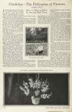 Better Homes & Gardens April 1925 Magazine Article: Gladiolus--The Pollyanna of Flowers