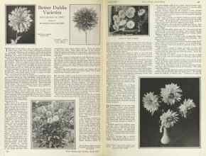 Better Homes & Gardens April 1925 Magazine Article: Better Dahlia Varieties