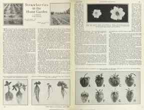 Better Homes & Gardens April 1925 Magazine Article: Strawberries in the Home Garden
