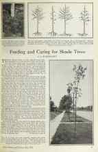 Better Homes & Gardens May 1925 Magazine Article: Feeding and Caring for Shade Trees