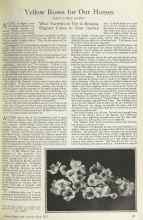 Better Homes & Gardens May 1925 Magazine Article: Yellow Roses for Our Homes