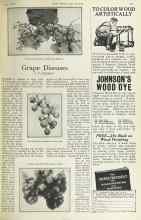 Better Homes & Gardens June 1925 Magazine Article: Grape Diseases