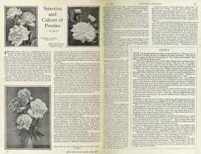 Better Homes & Gardens June 1925 Magazine Article: Selection and Culture of Peonies