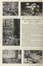 Better Homes & Gardens July 1925 Magazine Article: Woodland Flowers of the Prairie Region