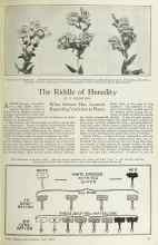 Better Homes & Gardens July 1925 Magazine Article: The Riddle of Heredity