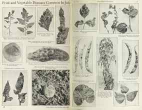 Better Homes & Gardens July 1925 Magazine Article: Fruit and Vegetable Diseases Common In July