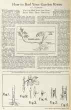 Better Homes & Gardens August 1925 Magazine Article: How to Bud Your Garden Roses