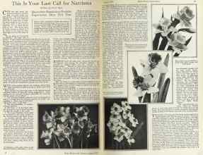 Better Homes & Gardens August 1925 Magazine Article: This Is Your Last Call for Narcissus