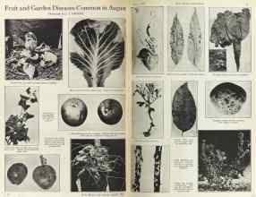 Better Homes & Gardens August 1925 Magazine Article: Fruit and Garden Diseases Common in August