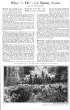 Better Homes & Gardens September 1925 Magazine Article: What to Plant for Spring Bloom